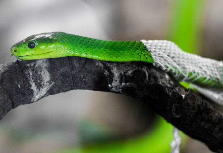 عکس پوست اندازی مار سبز molthing green snake