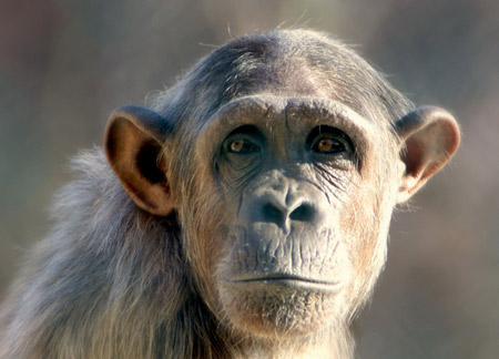 عکس چهره شبیه به انسان میمونها monkey face wallpaper