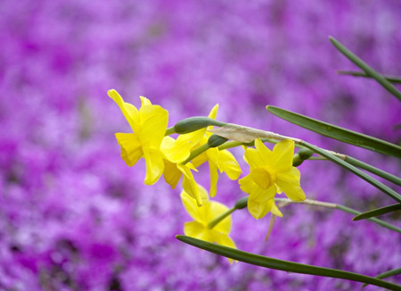 عکس گل نرگس زرد زیبا narcissus flower beautiful