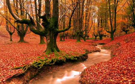 طبیعت جنگل پاییزی بسیار زیبا nature red forest