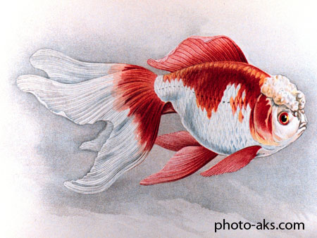 نقاشی ماهی قرمز اوراندا oranda goldenfish