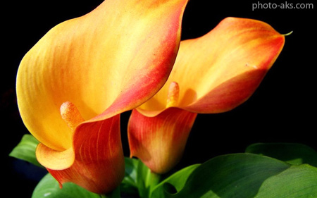 گل شپیوری نارنجی رنگ orange calla lilies