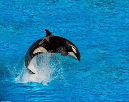 عکس پرش نهنگ قاتل ارکا orca whale jumping wallpaper