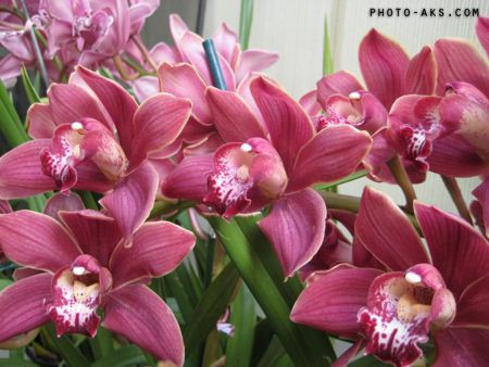 گل های ارکیده Orchid flowers