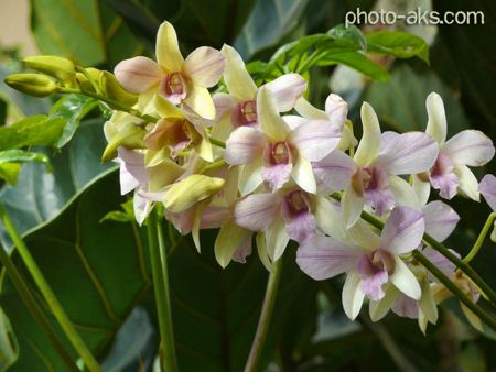 تصویر گل های ارکیده Orchid flowers pic