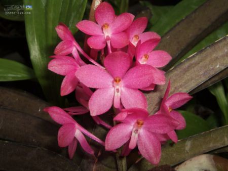 والپیپر گل ارکیده صورتی orchid flower hd wallpaper