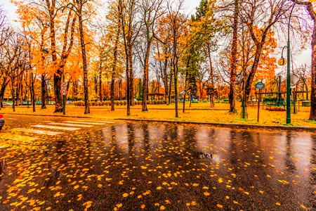 پارک جنگلی بارانی پاییزی پاریس paris raining autumn