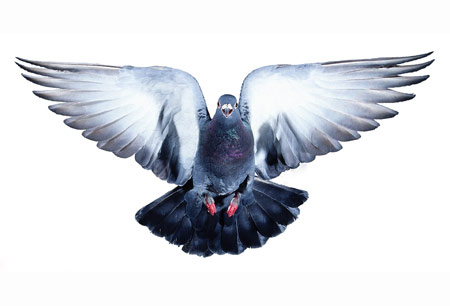 پرواز پرنده با بالهای باز pigeon taking off