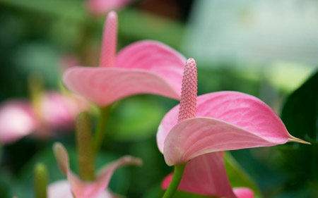 عکس گل آنتوریوم صورتی pink anthurium flower