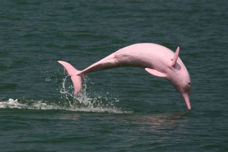 عکس دلفین صورتی pink dolphin