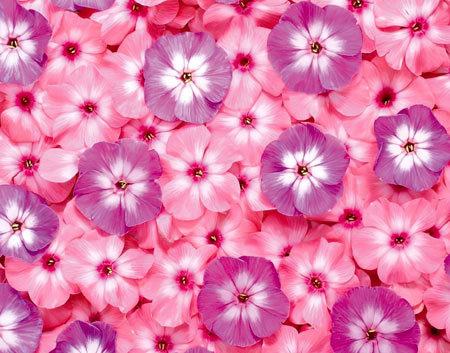 عکس پس زمینه گلهای صورتی pink flowers desktop