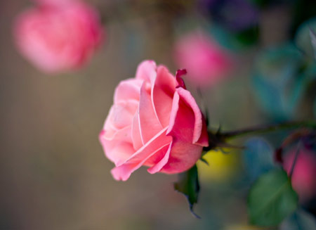 شاخه گل رز صورتی جدید pink rose close up