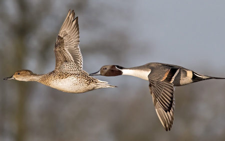 عکس زیبا از پرواز اردک ها duck flying birds wallpaper