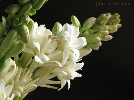 دسته گل مریم Polianthes tuberosa