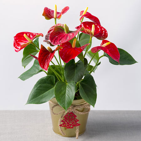 گلدان گل آنتوریوم قرمز red anthurium plant