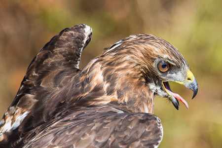 عکس شاهین شکاری red hawk bird