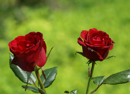 عکس دو شاخه گل رز قرمز طبیعی two red roses nature wallpaper