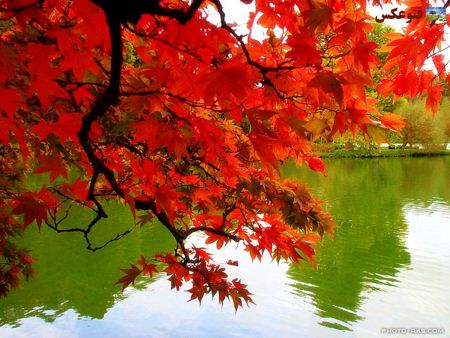 برگ های قرمز فصل پائیز Red leaves of autumn