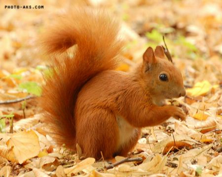سنجاب قرمز Red Squirrel pic