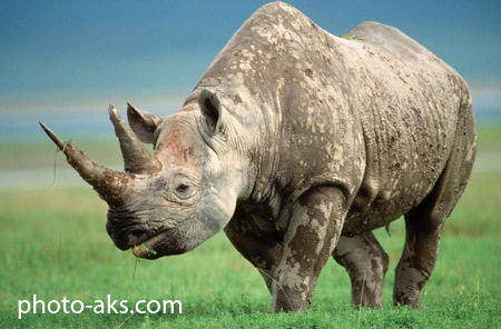 عکس کرگدن در حیات وحش rhinoceros animal