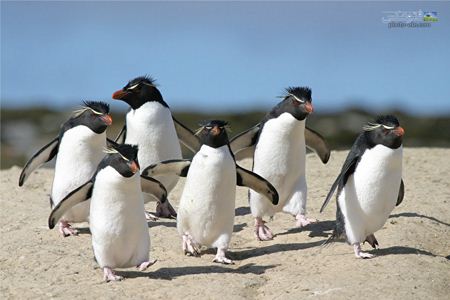 عکس جالب مسابقه پنگوئن ها  running penguans