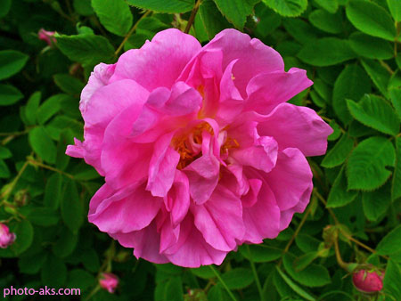 گل گلاب گل محمدی rosa damascena