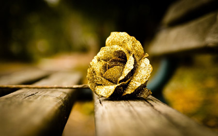 عکس شاخه گل رز طلایی rose flower gold