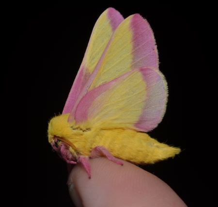 عکس زیباترین حشره دنیا rosy maple moth
