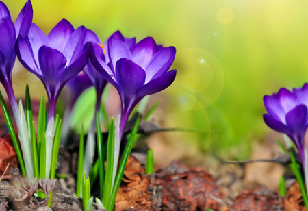 گل زیبای نیلی رنگ زعفران saffron flower