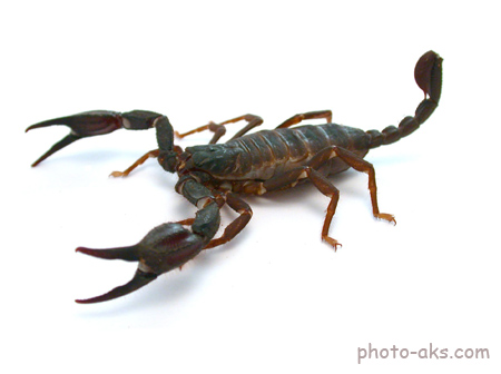 عقرب سیاه black scorpion
