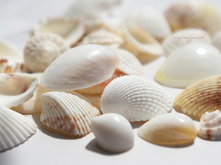 عکس صدف های سفید ساحلی seashell wallpaper