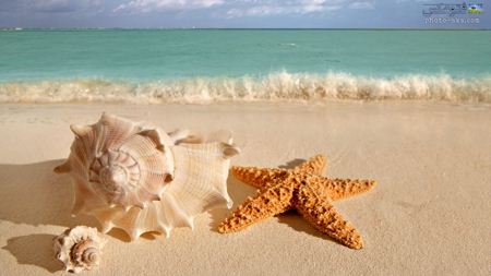 ستاره دریایی و صدف در ساحل Seashell and starfish