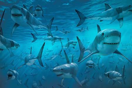 عکس دریا پر از کوسه ماهی shark photo sea