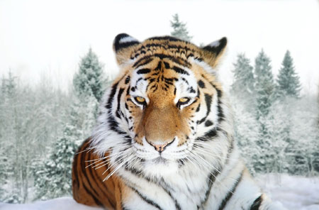 عکس ببر سیبری siberian tiger wallpaper