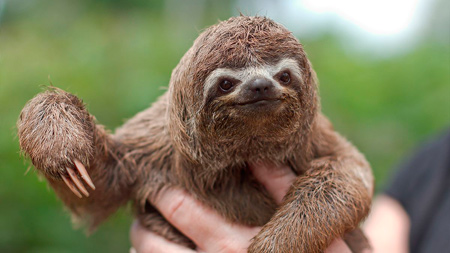 تصویر بامزه خرس تنبل sloth wallpaper
