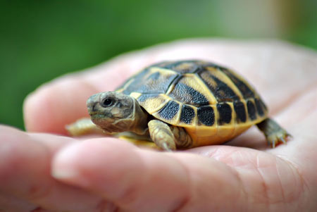 عکس بچه لاکپشت کوچولو small turtles