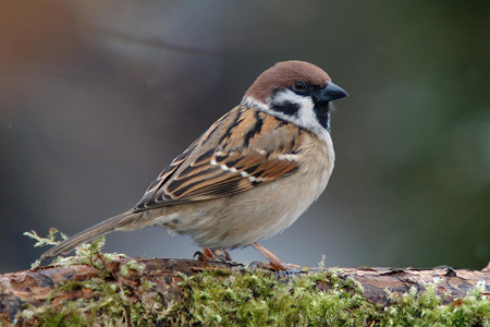 عکس پرنده گنجشک نر sparrow birds