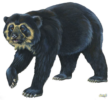 عکس نقاشی خرس عینکی Spectacled Bear