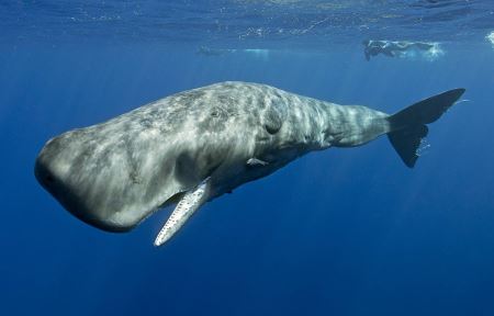 عکس نهنگ عنبر sperm whale