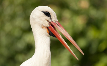 عکس سر لک لک سفید stork bird head