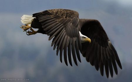 عکس عقاب بزرگ در حال پرواز Great Eagle flying