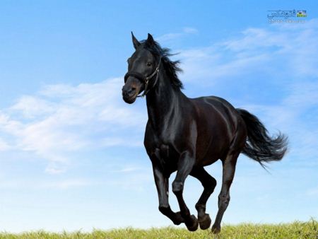 اسب اصیل انگلیسی مشکی Thunderhead Black Horse