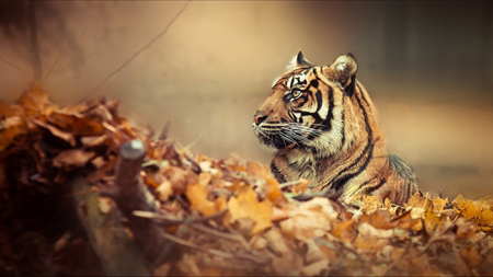 والپیپر ببر در پاییز tiger hd wallpaper