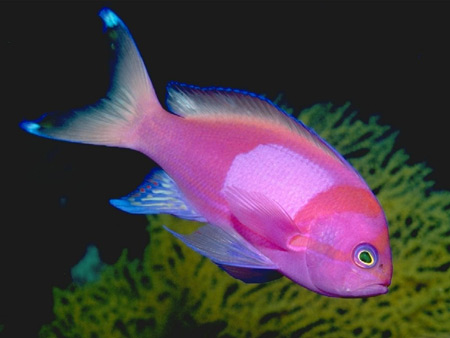 عکس ماهی استوایی صورتی زیبا tropical fish