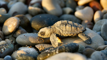 عکس بچه لاکپشت در ساحل turtle baby beach