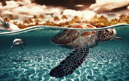پس زمینه زیبا فرار لاکپشت turtles shark sea