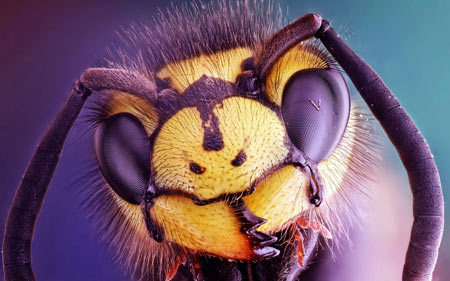عکس ماکرو سر زنبور bee insect close up