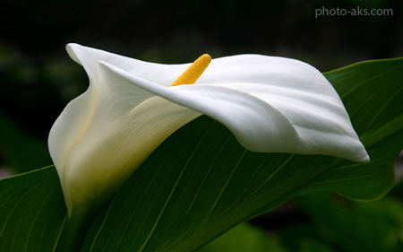 گل شیپوری ختمی سفید white calla lily
