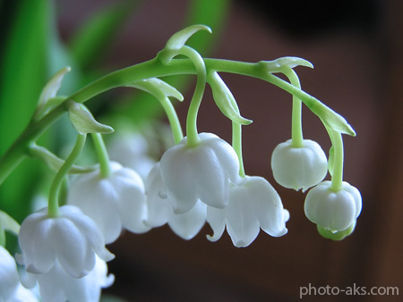 گل لیلیوم سفید جنگلی white forest lily