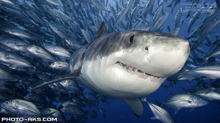 عکس کوسه سفید عصبانی angry white shark